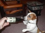 kit the jack russell terror & beer hound.JPG