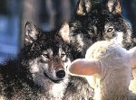 two-wolves-and-a-sheep.jpg