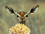 deer eating popcorn.jpg