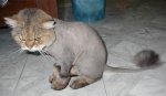 bald_cat.jpg