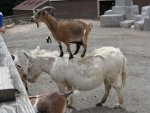 goat on donkey.jpg