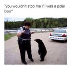 polar bear.jpg
