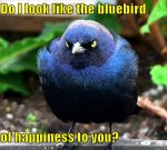 bluebird-of-happiness.jpg