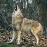 coyotepete
